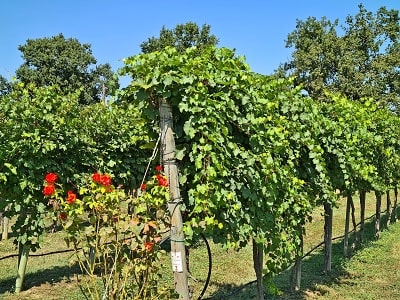 Vinná réva pro výrobu balsamica