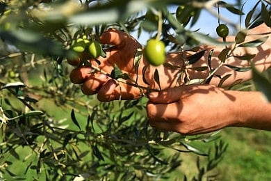 Olivovník Chiavalon na Istrii