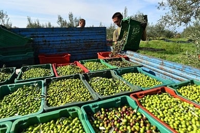 Sběr oliv na Istrii