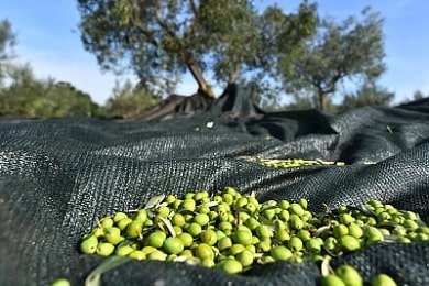 Olivy zachycené v síti při sklizni 