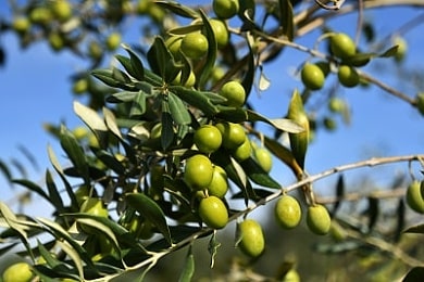 Zralé olivy v háji Chiavalon  těsně před sklizní