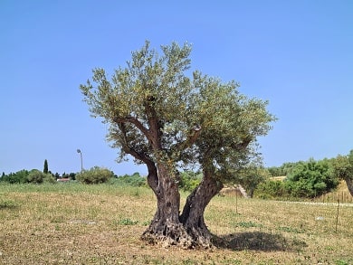 Olivový mlýn Frantoi Cutrera