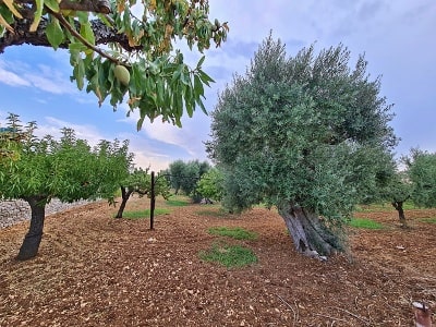 Italská rodinná farma Frantoio D'Orazio v Apulii