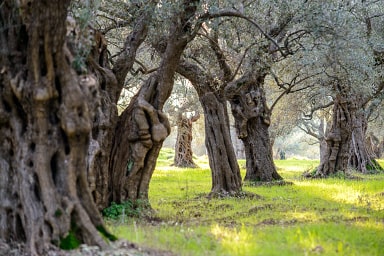 Olivové háje rodiny Kelidis vyrábějící olivový olej Kyklopas