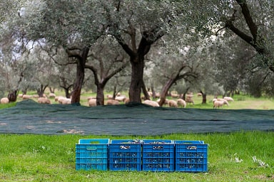 Olivové háje rodiny Kelidis vyrábějící olivový olej Kyklopas