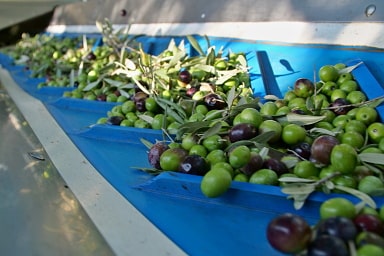 Sklizené olivy na dopravníku do mlýna
