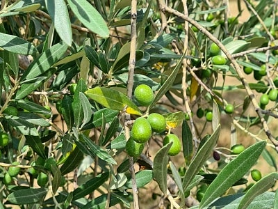Toskánská olivová farma Fattoria Ramerino