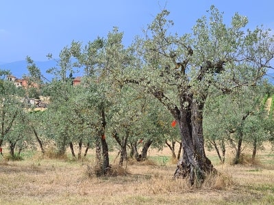 Toskánská rodinná farma Fattoria Ramerino