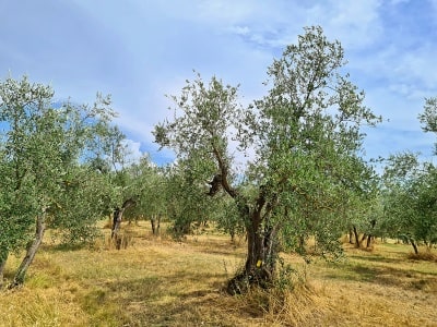 Toskánská olivová farma Fattoria Ramerino